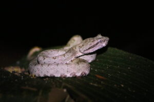 Bocaraca-Eyelash viper