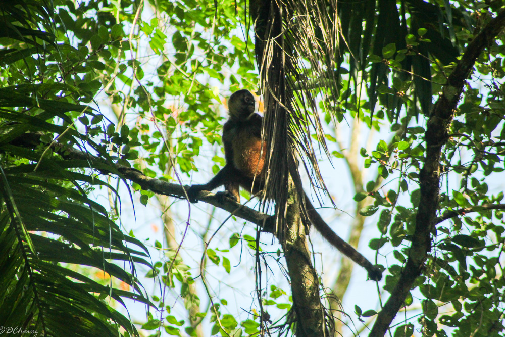 Mono Araña-Manzanillo Talamanca