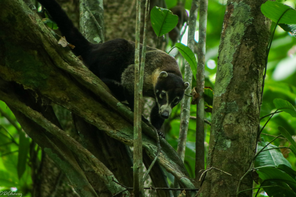 Pizote – White-nosed Coati