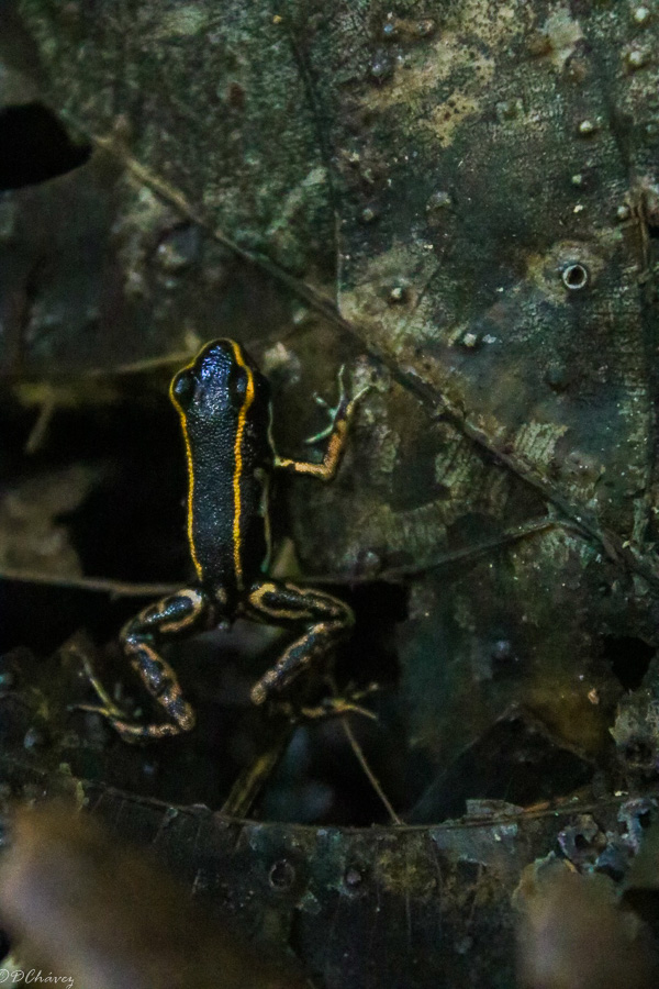 Phyllobates lugubris-Rana Venenosa Encantadora