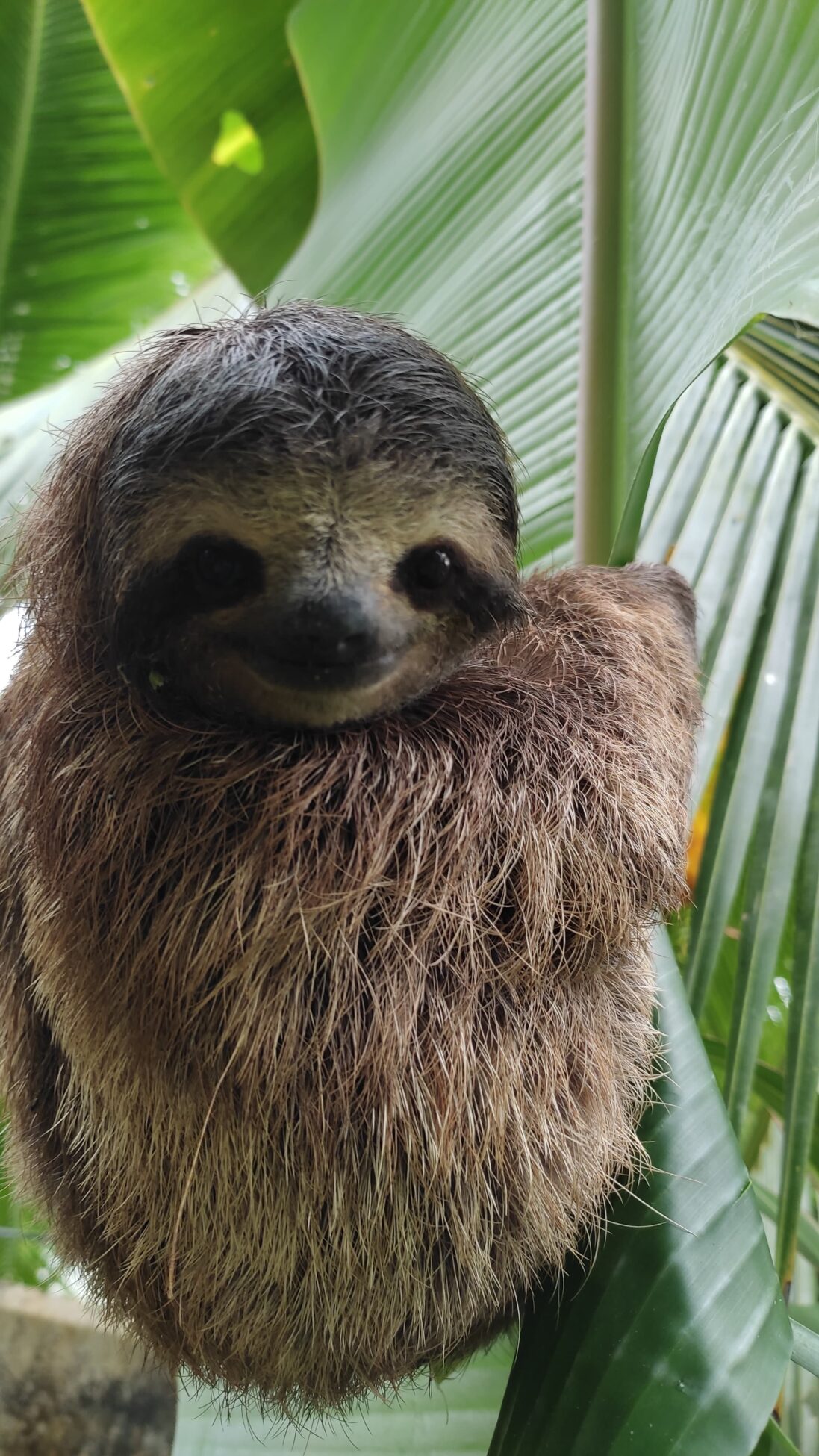 Babe Perezoso Explorando