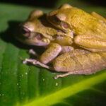 Couple of the Craugastor family during the breeding season.