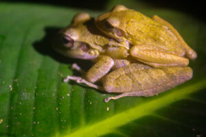 Couple of the Craugastor family during the breeding season.